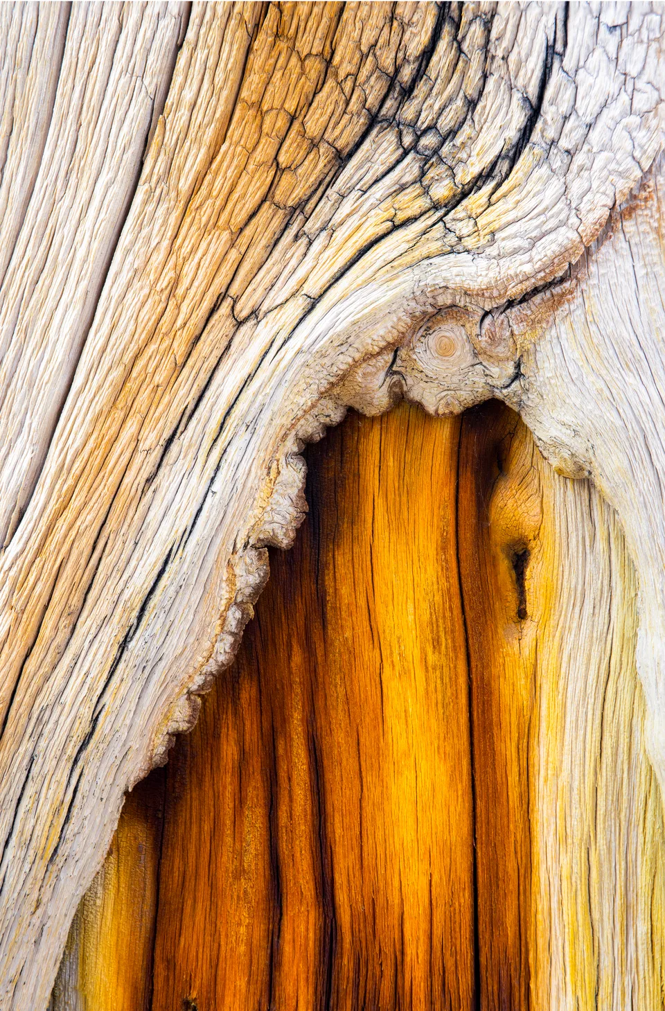 Heart of the Tree