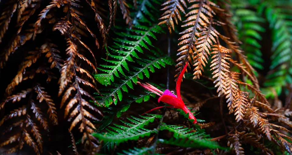 Rainforest Dance